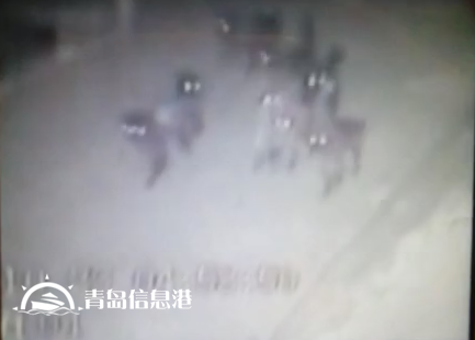 胶州现不明身份凶猛动物组队 夜袭村庄看门狗