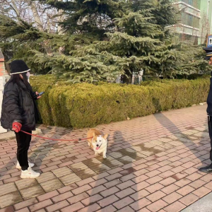 文明养犬树新风  开发区中队党支部加强流浪犬巡查