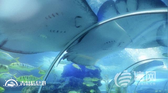 海底-栈桥经典环游航线上线：一场穿越时光与海洋的浪漫之旅