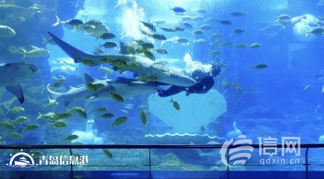 海底-栈桥经典环游航线上线：一场穿越时光与海洋的浪漫之旅