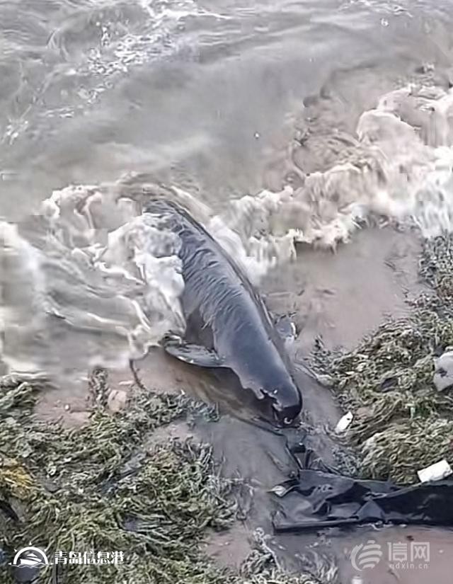 青岛西海岸新区龙湾景区再现江豚搁浅 被发现时已死亡