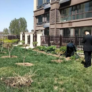 整治小区种菜乱象 凤台中队守护居住环境