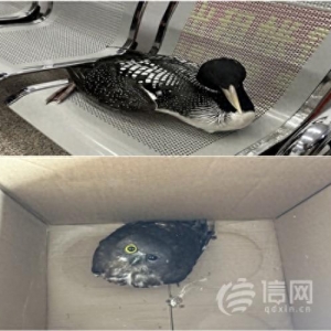 游客发现两只国家保护动物受伤 崂山民警及时妥善救助