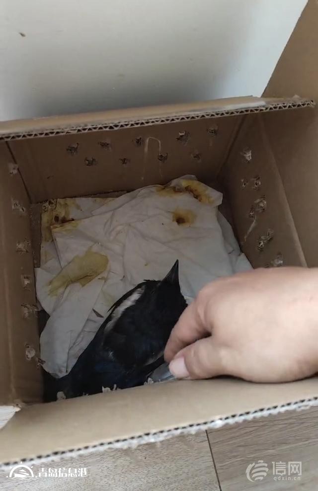 二手交易平台上有人售卖喜鹊幼鸟 公安机关已介入调查