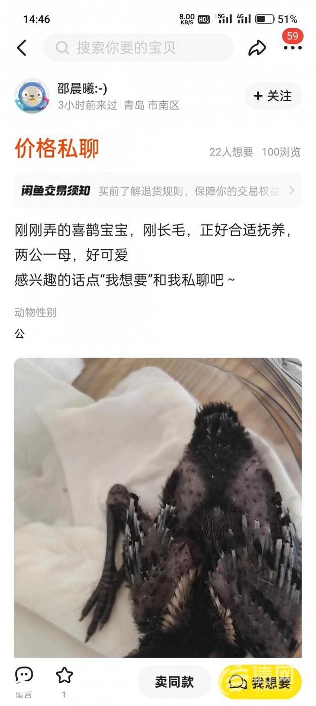 二手交易平台上有人售卖喜鹊幼鸟 公安机关已介入调查