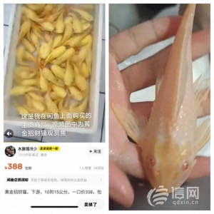 消费者在闲鱼几百元买热带鱼 到货后发现是条“清道夫”