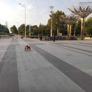 凤台执法中队：文明养犬，从 “绳” 做起