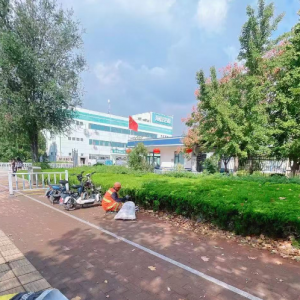 金阳光环卫全面开展秋季落叶清理行动