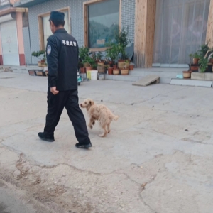 同和执法中队开展：文明养犬执法巡查，守护城市和谐