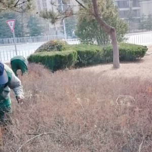 清理绿化带枯枝落叶，营造干净整洁辖区环境