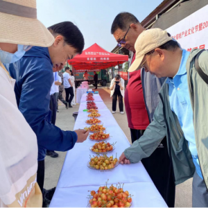 技往开来 平度“樱”才 ——平度市第二届大樱桃技能人才 大赛圆满落幕 ...