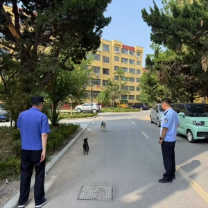 平度市东阁街道执法中队查处不文明养犬，共绘和谐家园