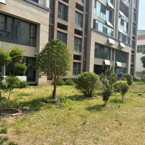 同和中队：以铁腕执法守护城市绿脉，让生态之美永驻人间