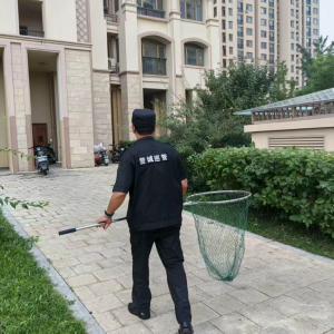 凤台执法中队：整治流浪犬 筑牢安全防线