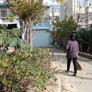 同和中队：整治绿地乱象，守护街巷绿意