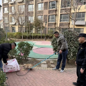 快速处置流浪犬隐患 守护小区安全环境