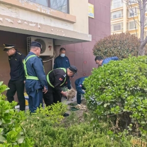 凤台中队 清理私垦菜地 守护小区绿地