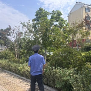 文明养犬严巡查，整治流浪犬守平安