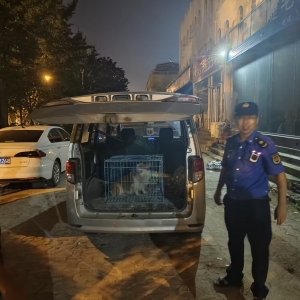 极速处置护民安！东阁执法中队成功捕捉闯入民宅流浪犬