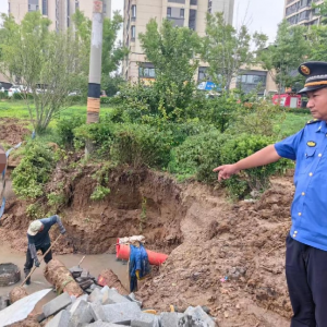 抓实市政施工监管 守护城市绿化“不缺位”